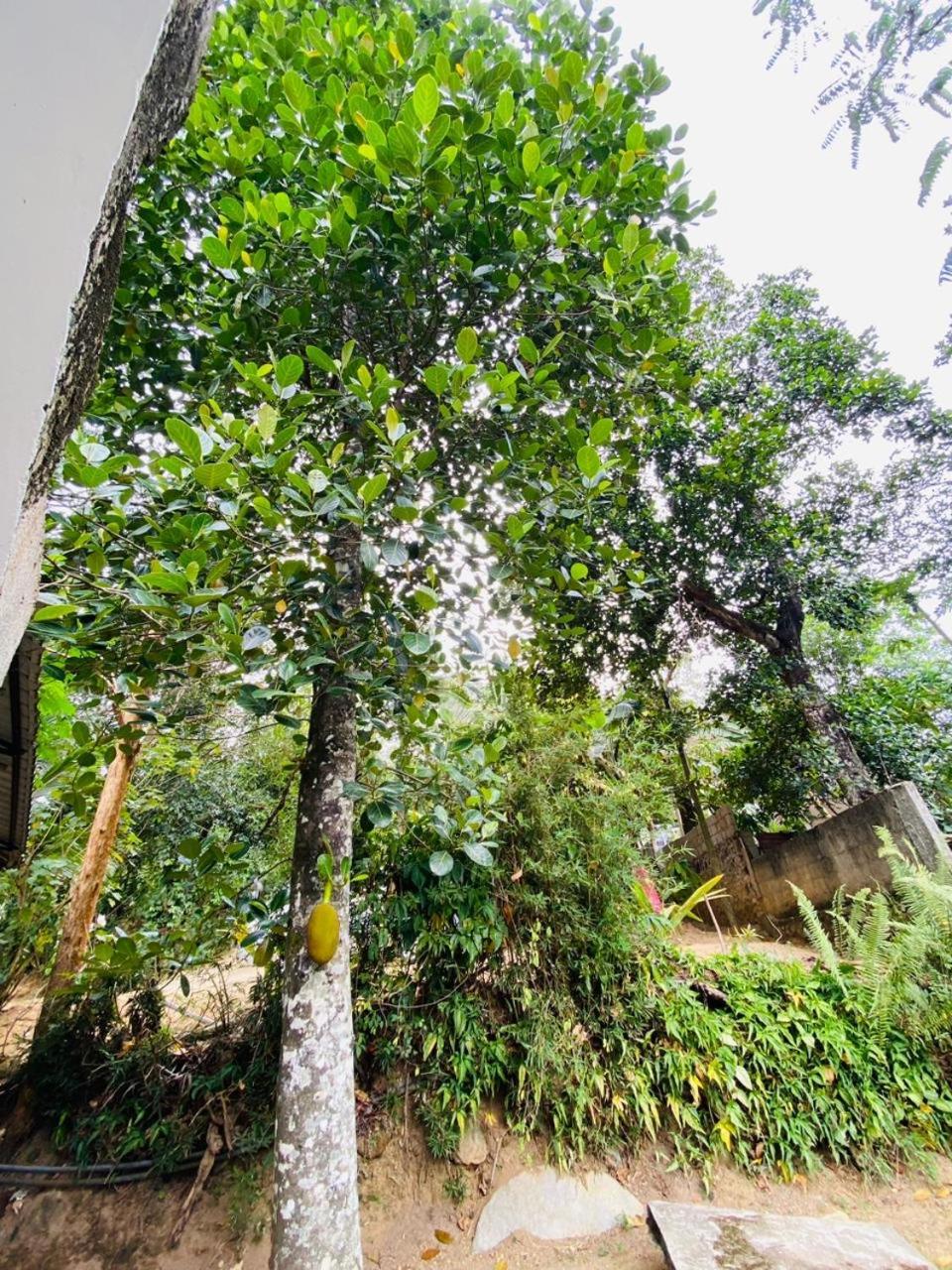 The Hobbit Cottage-埃拉 外观 照片